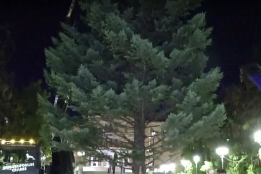 Η πλατεία Συντάγματος στολίστηκε με το χριστουγεννιάτικο δέντρο – Έχει βάρος 5,5 τόνους και θα μπουν 24.000 λαμπάκια (vid)