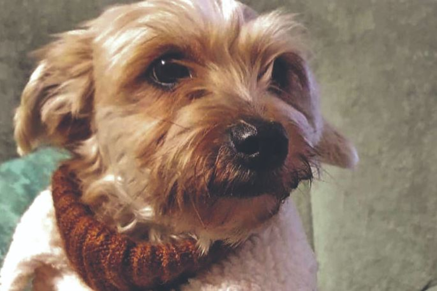 Η απίστευτα συγκινητική ιστορία μιας σκυλίτσας που βολόδερνε σε φιλοζωικές πριν την βρουν οι συγγενείς του νεκρού αφεντικού της