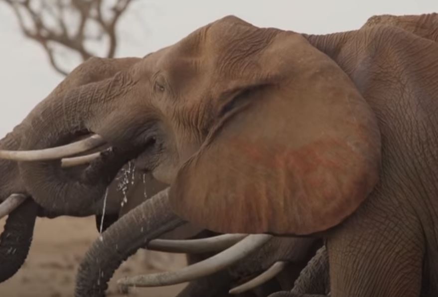 Ελέφαντες πεθαίνουν από δίψα πληρώνοντας το φαινόμενο Ελ Νίνιο και την κλιματική αλλαγή