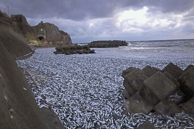 Ιαπωνία: Χίλιοι τόνοι νεκρών ψαριών εντοπίστηκαν στην επιφάνεια της θάλασσας