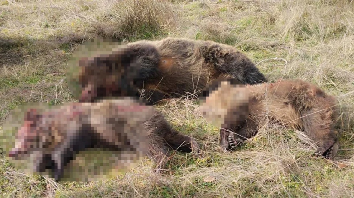 Καστοριά: Άγνωστοι σκότωσαν αρκούδα και τα δυο της αρκουδάκια