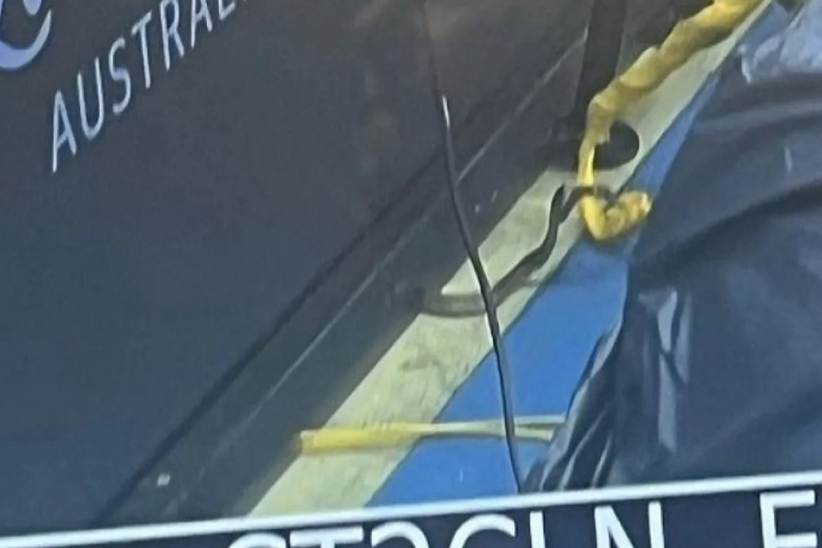 Δηλητηριώδες φίδι διέκοψε αγώνα τένις στο Μπρίσμπεϊν (Vid)