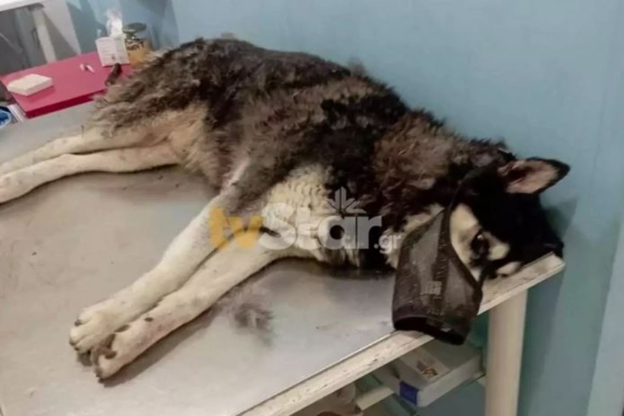 Δίποδα τέρατα ζουν ανάμεσά μας: Βίασαν σκύλο με αιχμηρό αντικείμενο στην Αράχωβα και πέθανε (vid)