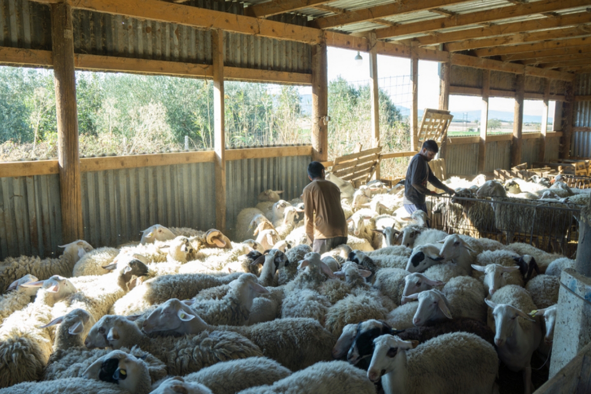 Ινδοί αγρότες έγιναν κτηνοτρόφοι σε μονάδα της Χαλκιδικής – «Μας χαμογέλασε η τύχη»