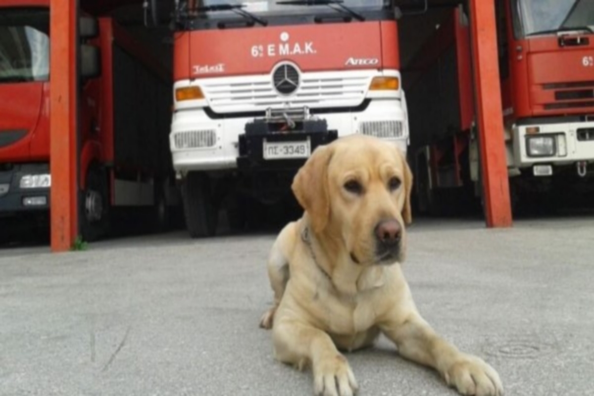 «Αντίο Μαξ, σε ευχαριστούμε για τις πολύτιμες υπηρεσίες σου» – Πέθανε ο διασώστης – σκύλος της ΕΜΑΚ