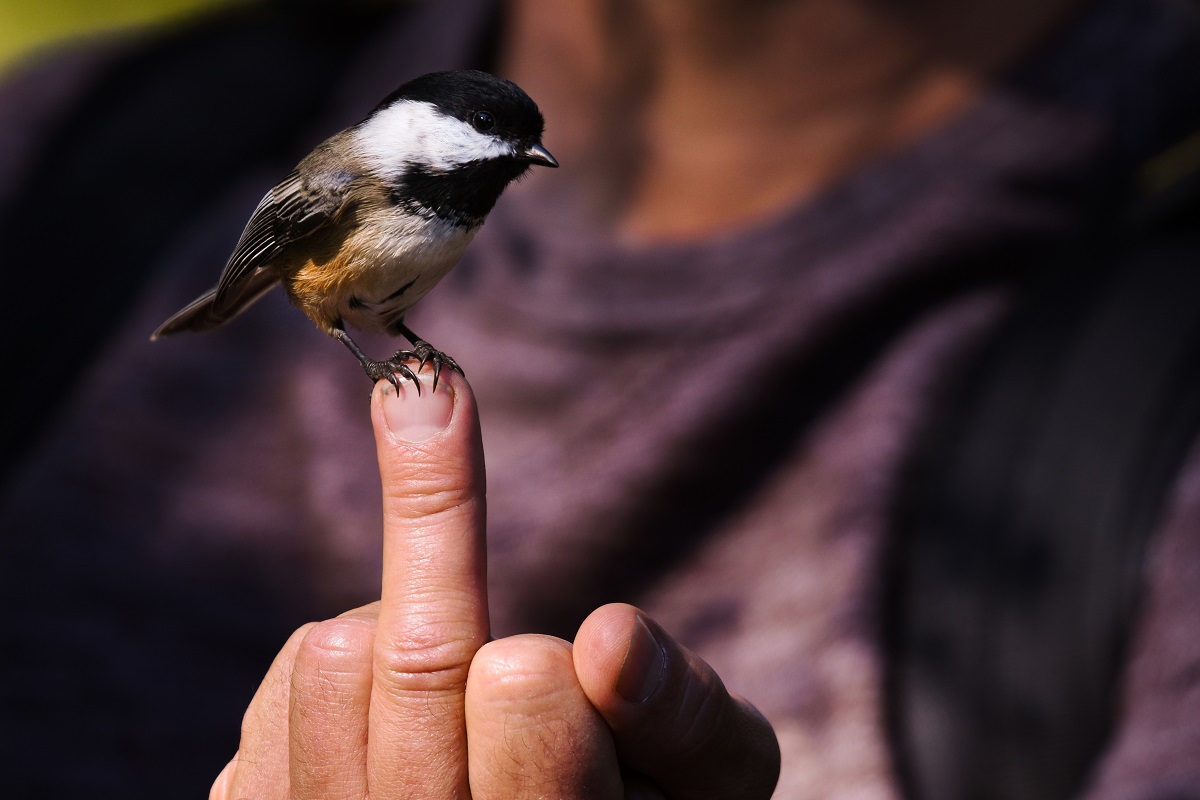 Flipping the bird: Την πιο γνωστή χειρονομία παγκοσμίως την χρωστάμε στους αρχαίους Έλληνες