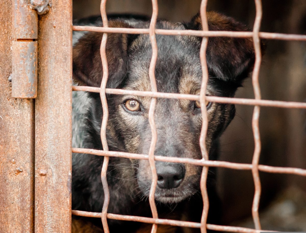 Στη Νότια Κορέα αποφάσισαν να καταργήσουν το εμπόριο κρέατος σκύλου αλλά θα χρειαστούν 3 χρόνια για να γίνει