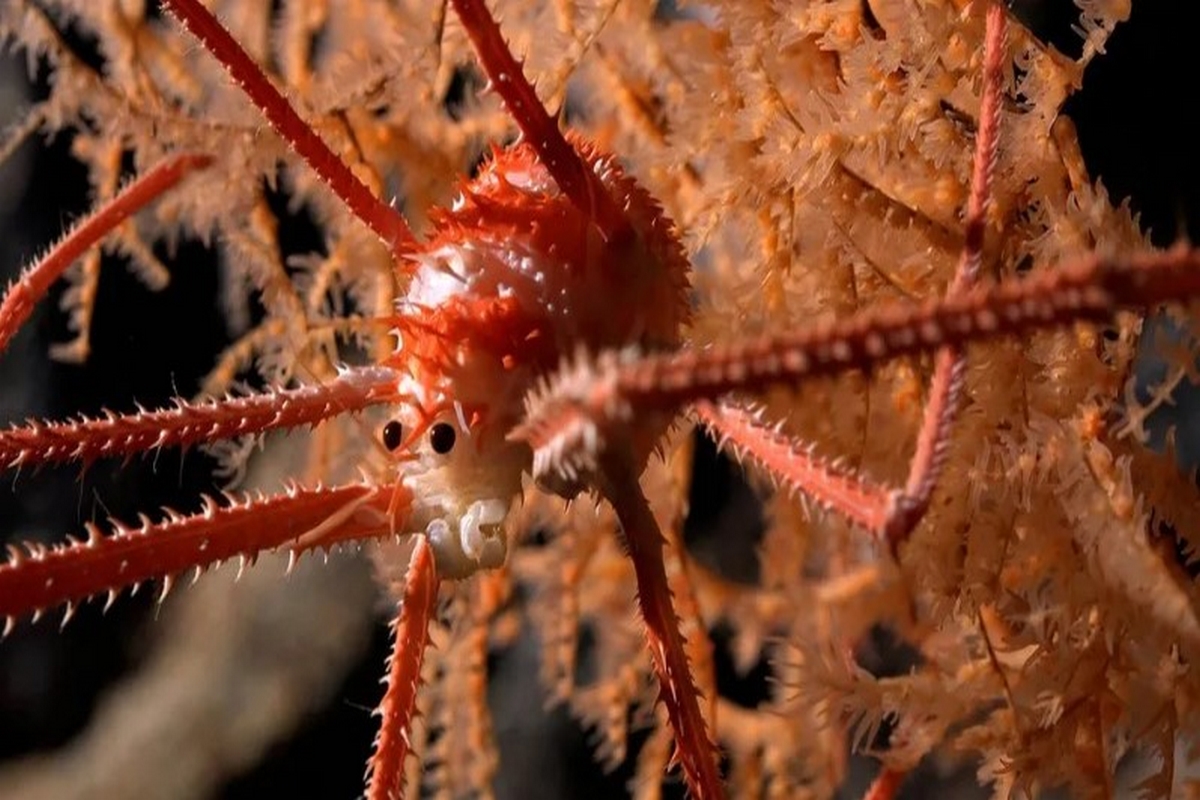 Ανακαλύφθηκαν 100 νέα θαλάσσια είδη και σα να μαζεύτηκαν πολλοί σε τούτη τη θάλασσα