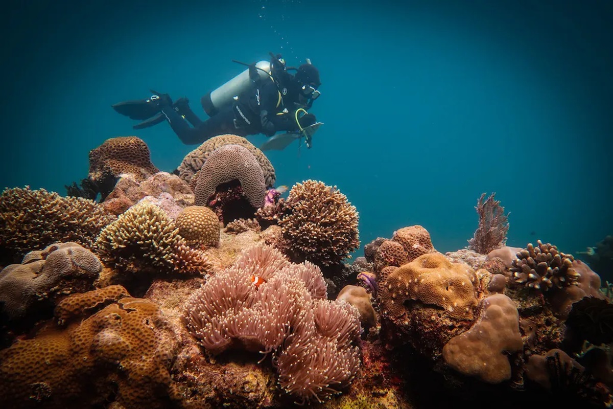 Το επιστημονικό πείραμα που δίνει ελπίδα για το SOS των κοραλλιογενών υφάλων