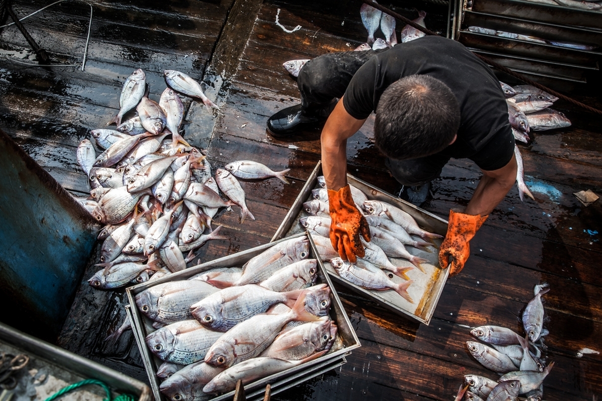 Είσαι σίγουρος για το ψάρι που τρως; Η μελέτη που ανέδειξε τους κινδύνους στα πιο συνηθισμένα είδη που καταναλώνουμε
