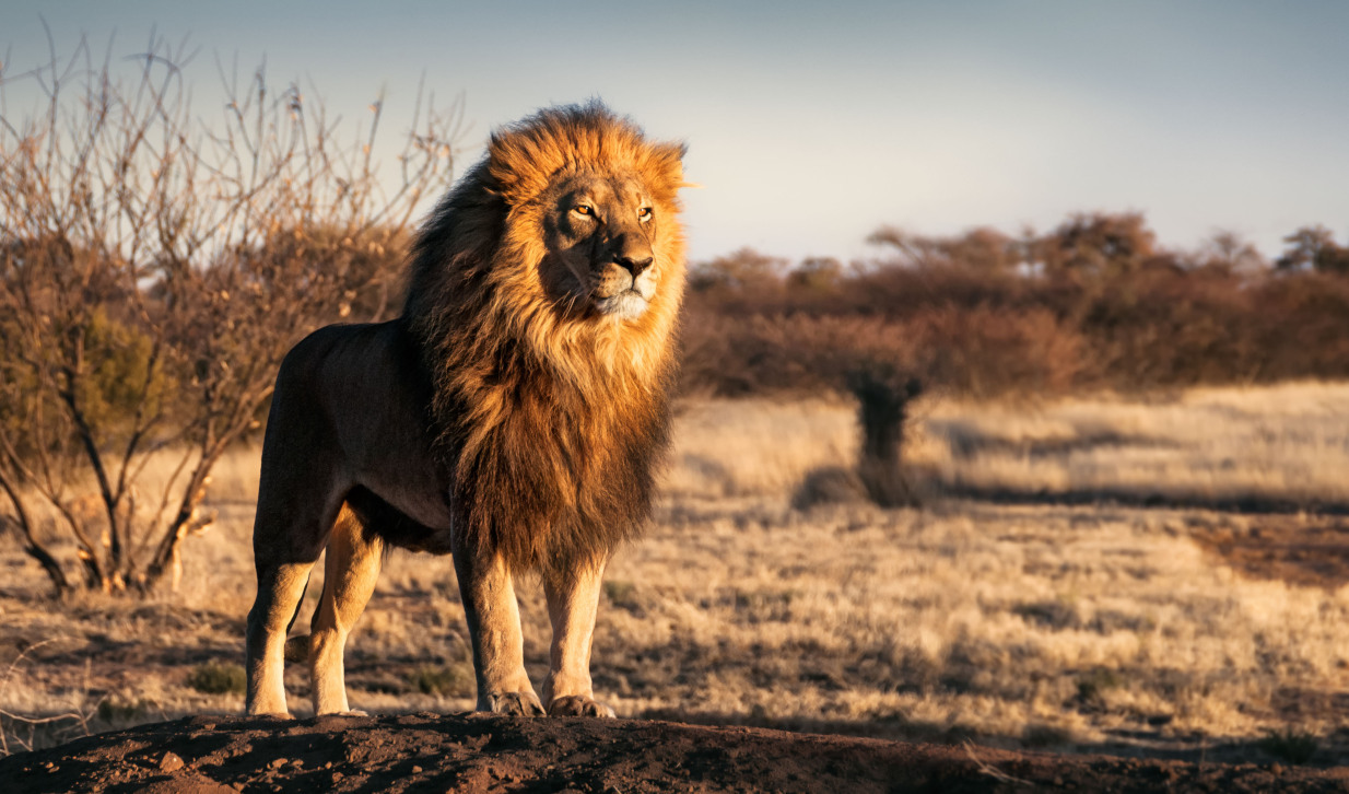 Το TikTok έφερε στην επιφάνεια την Δίαιτα των Λιονταριών: Είναι εξπρές, σε βοηθάει να αδυνατίσεις