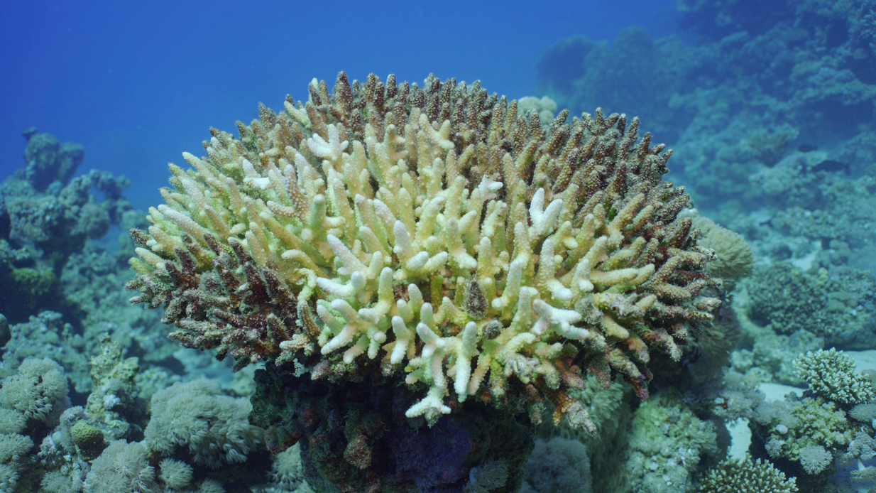 Το σπουδαιότερο πείραμα της ανθρωπότητας για να σώσει τους κοραλλιογενείς υφάλους