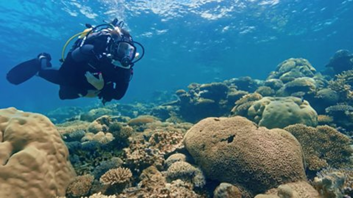 Το επιστημονικό πείραμα που δίνει ελπίδα για το SOS των κοραλλιογενών υφάλων