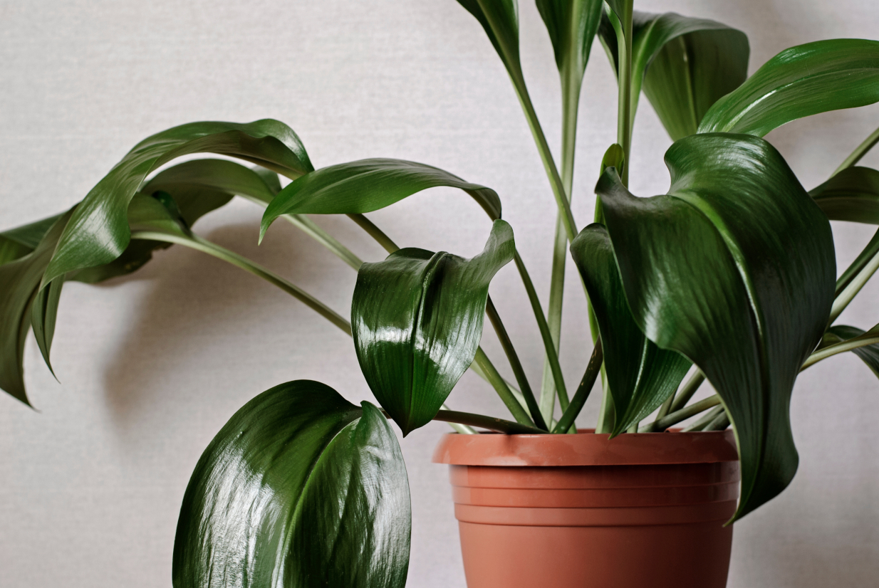 3 φυτά που αν τα βάλεις στο σπίτι σου, θα σου διευκολύνουν τον ύπνο